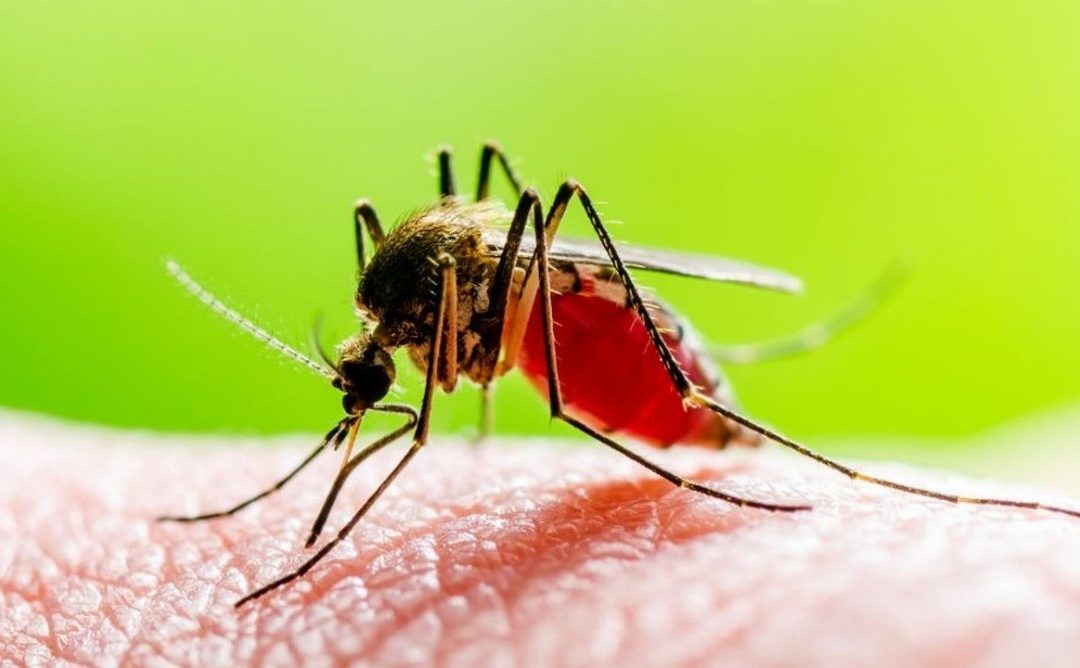 Virus del Nilo Occidental: ¿qué es? ¿cómo prevenirla? ¿qué repelente usar en niños?